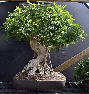 Ficus Ginseng