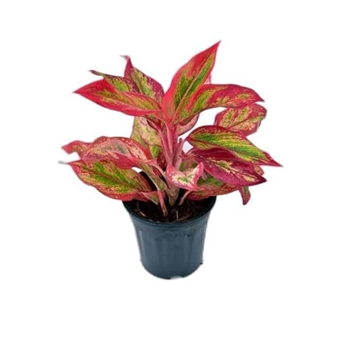 Garden Art Aglaonema